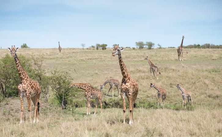 Giraffes in an African Landscape
