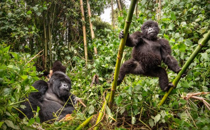 Gorilla mother and baby in Volcanoes National Park, Rwanda 