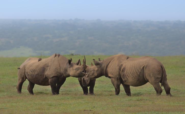 A crash of black rhinos gathering with their horns touching in the wild plains of Solio game reserve, Kenya