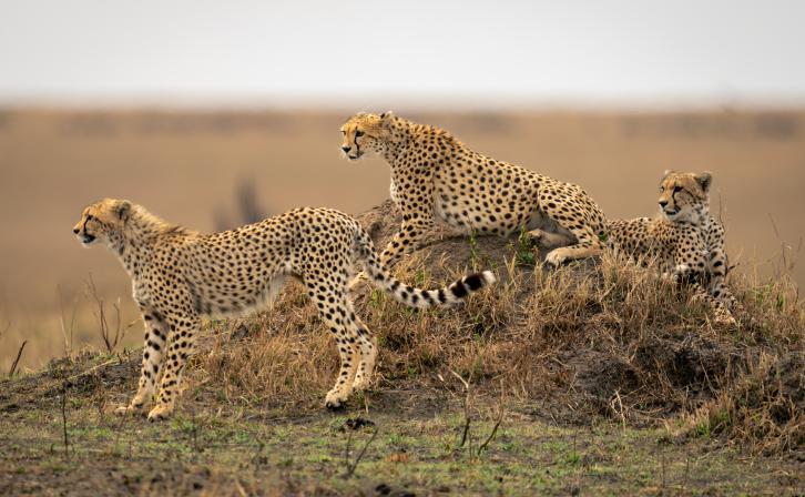 Three cheetahs in savannah on termite mound