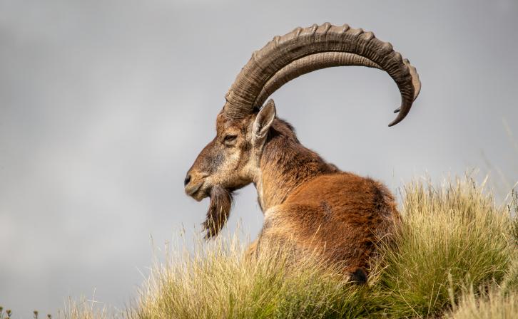 A Walia ibex in Ethiopia. © Kevin Dooley, Benjamin Mkapa African Wildlife Photography Awards 2021.