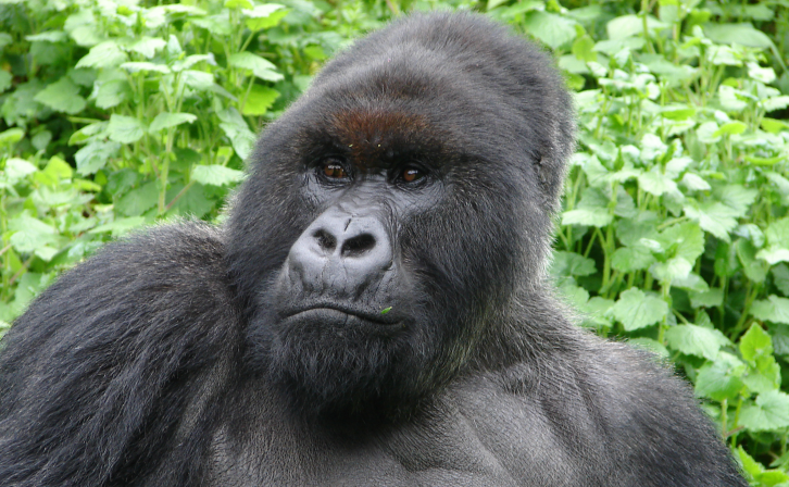 Pablo, a charismatic and playful gorilla. Credit: Dian Fossey Gorilla Fund.