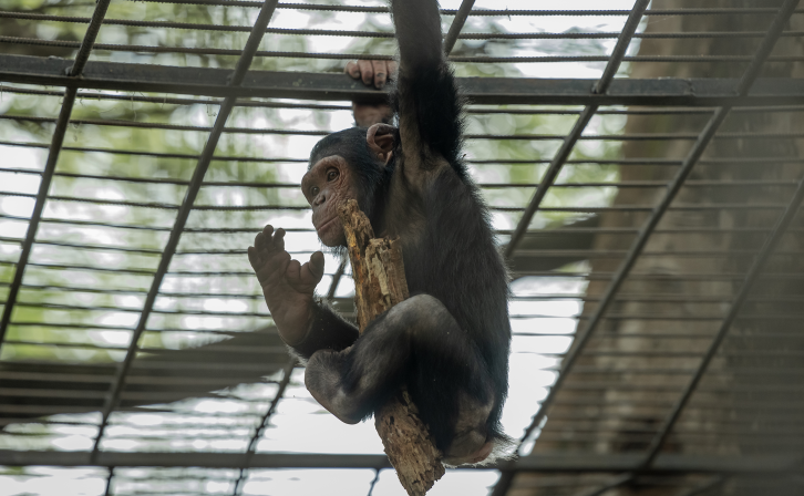 A chimpanzee rescued from poachers in Dja Faunal Reserve, taken to Mvog-Betsi Zoo in Yaounde for recuperation.