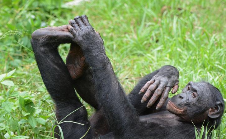 A bonobo resting in the grass of the Lomako-Yokokala Wildlife Reserve.