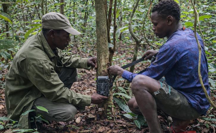 A camera trap set deep in the forest near the village of Baday, in the Bili-Uélé landscape, by an eco-guard and a member of the local community.