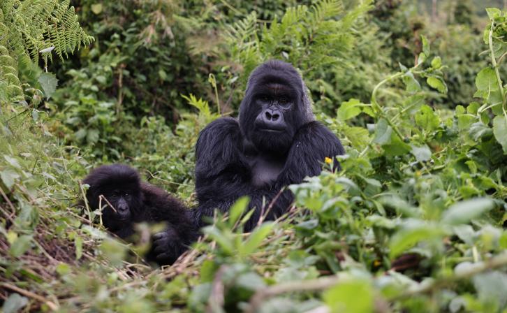 Mountain gorillas in Volcanoes National Park, Rwanda.