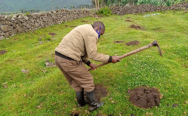 Hitimana Fideli preparing planting holes in Volcanoes National Park, supporting bamboo restoration and ecosystem recovery.