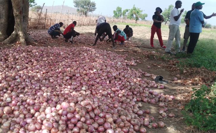 The onion harvest from the community farm in Tchamba, Cameroon.