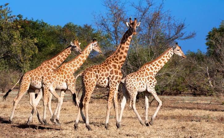 Kordofan giraffes move across the African savanna.