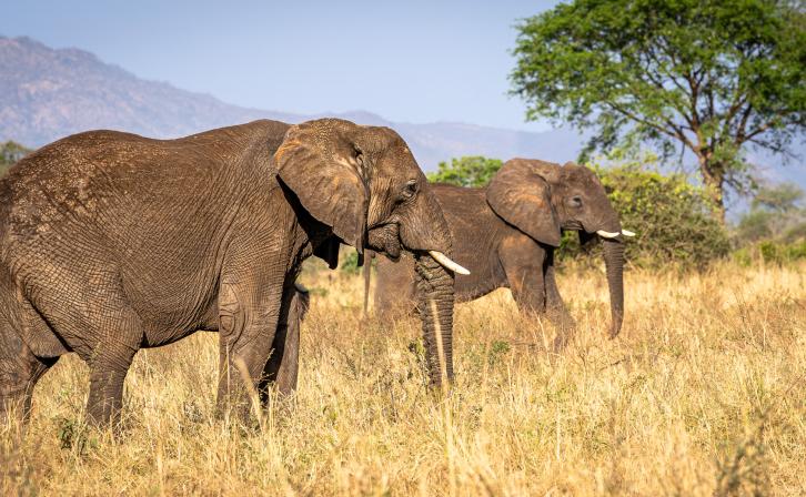 Elephants grazing in Kidepo National Park 