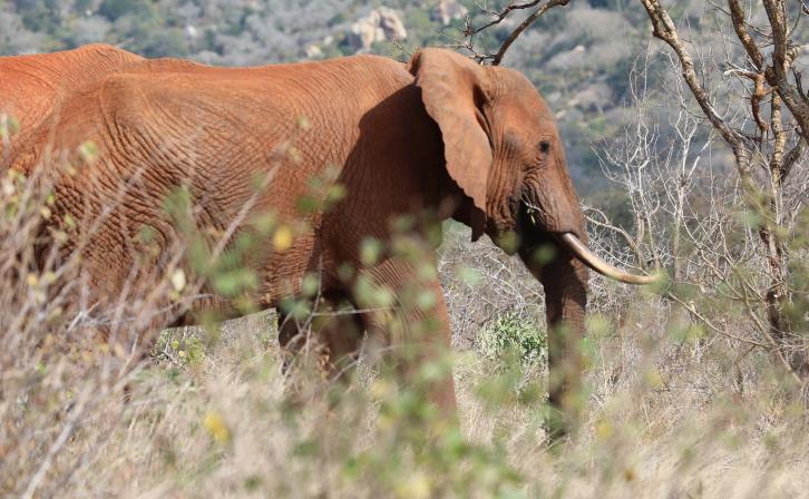 Elephants at Amaka Conservancy in Kenya’s Tsavo Landscape.
