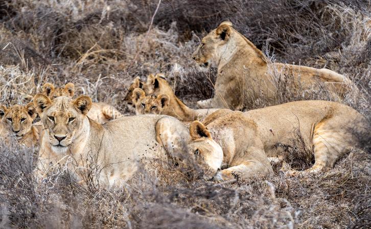 A pride of lions in Kenya's Tsavo landscape. © AWF