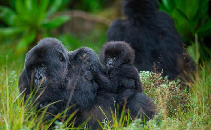 Gorilla family