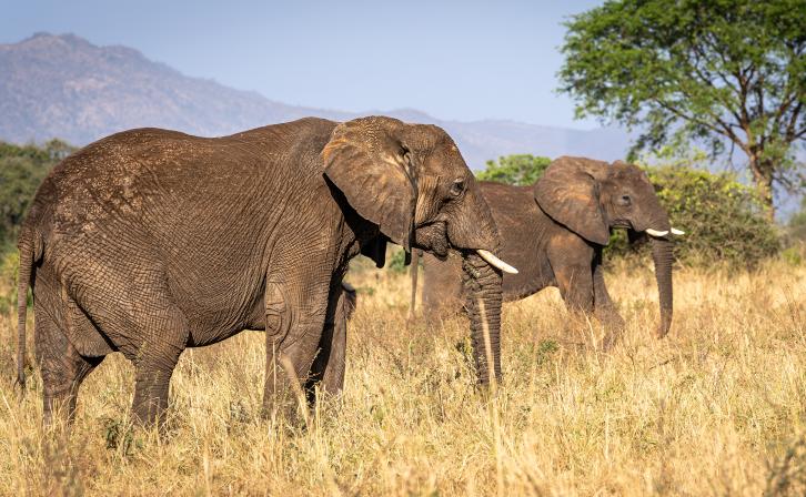 A pair of elephants roam the Kidepo Valley.
