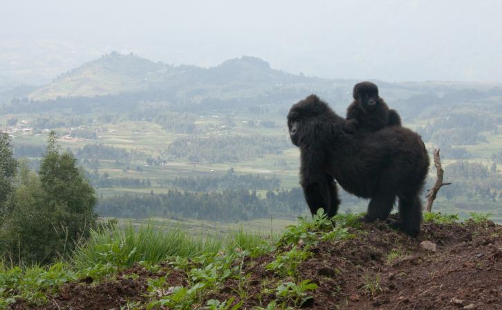 A mountain gorilla with her child in Volcanoes National Park, Rwanda. © McDonald Wildlife Photography, Inc.