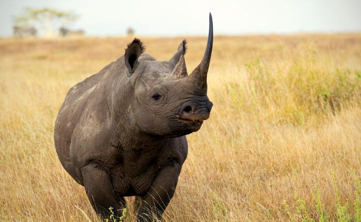 A rhino on the African savanna. © AWF