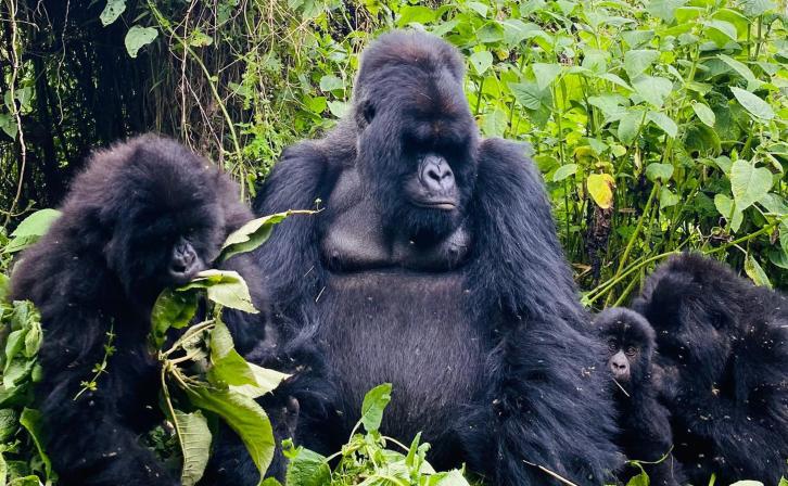 Muturengere, the mightiest (and gentlest) silverback in Volcanoes National Park, keeping a loving, watchful eye over the Isimbi family’s little ones. 