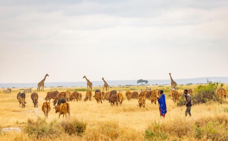 Livestock and giraffes grazing in Kenya's Amboseli National Park.