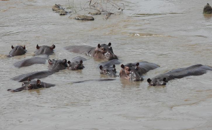 A pod of hippos in Faro National Park, Cameroon. © AWF