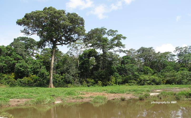 Photo of trees and shrubs in Dja Biosphere Reserve in Cameroon