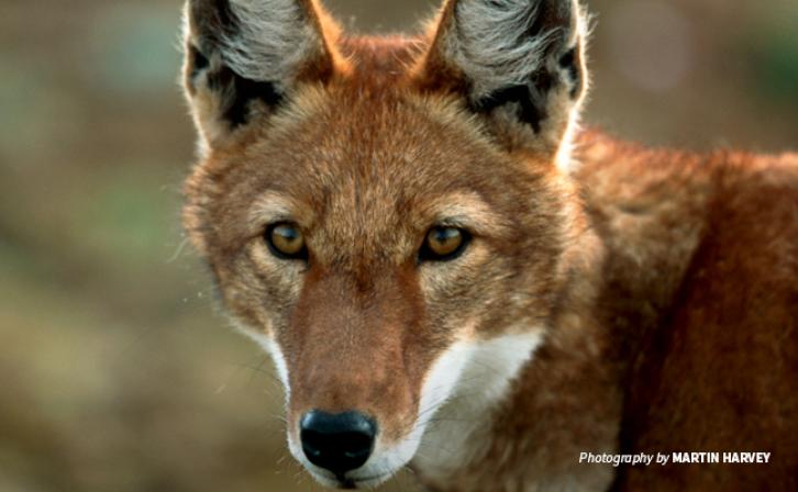 Close-up photo of a lone Ethiopian wolf