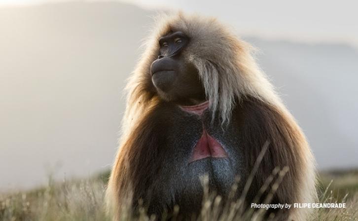 Close-up photo of gelada monkey in Ethiopia highlands