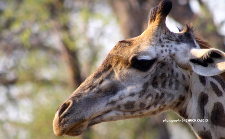 Close-up photo of a giraffe browsing on trees in African wildlife area