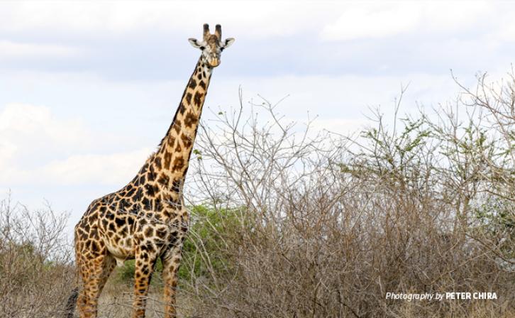 Photo of lone Maasai giraffe in Tsavo savanna grassland in Kenya