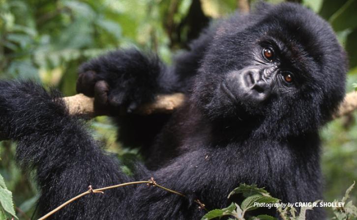 Photo of mountain gorilla gripping tree branch in Volcanoes National Park in Rwanda