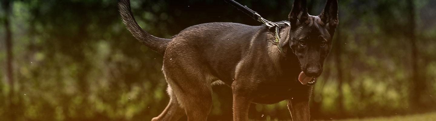 Canines for Conservation dog