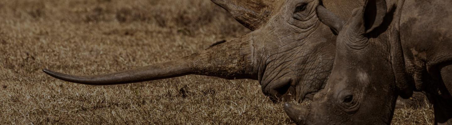 Rhinos
