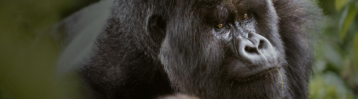 Mountain Gorillas