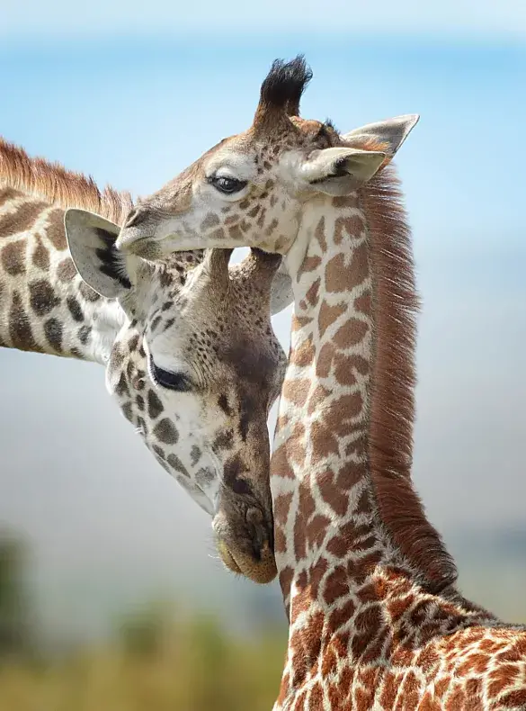 Giraffes