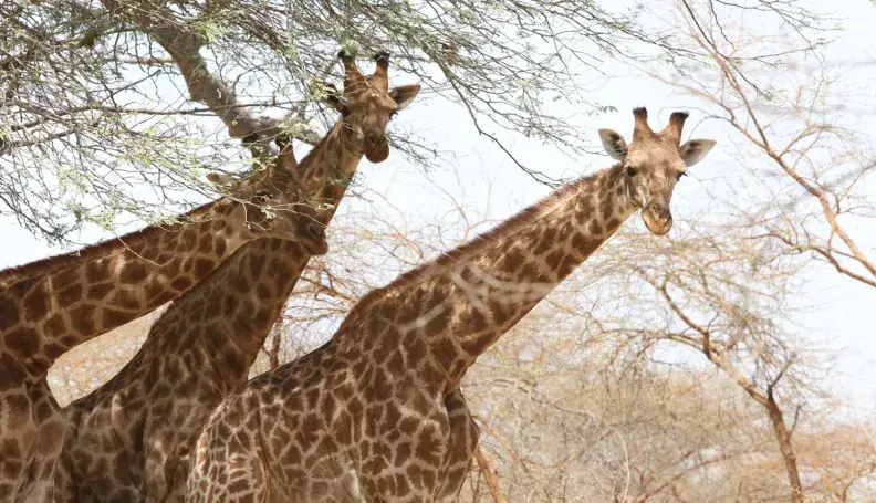 Kordofan giraffes in Faro National Park, Northern Cameroon