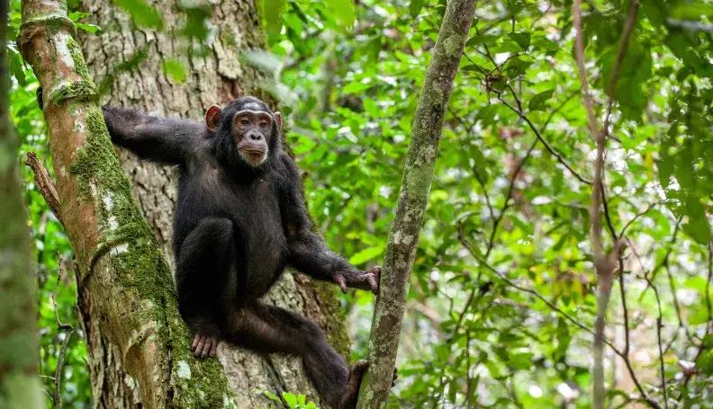 Chimpanzee in West Africa hanging on a tree.