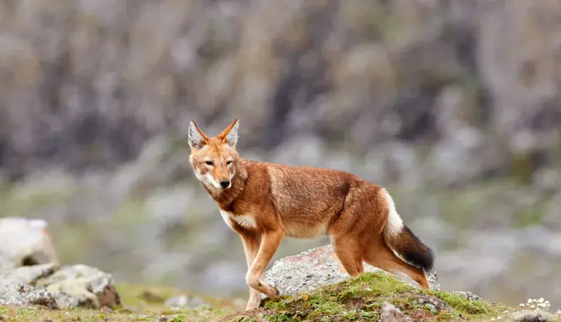 The Ethiopian wolf (Canis simensis), an endangered canid that lives on the Ethiopian Highlands.