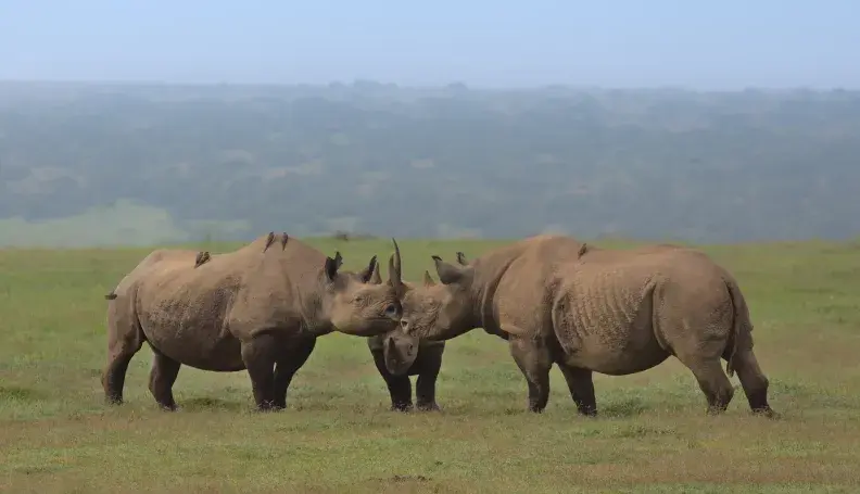 A crash of black rhinos gathering with their horns touching in the wild plains of Solio game reserve, Kenya
