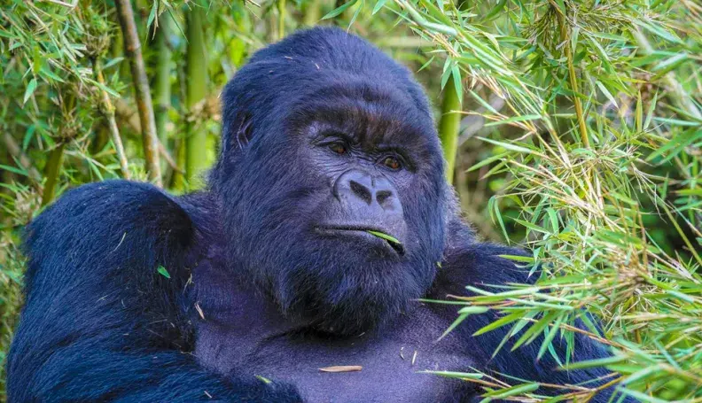 A mountain gorilla in Volcanoes National Park, Rwanda.
