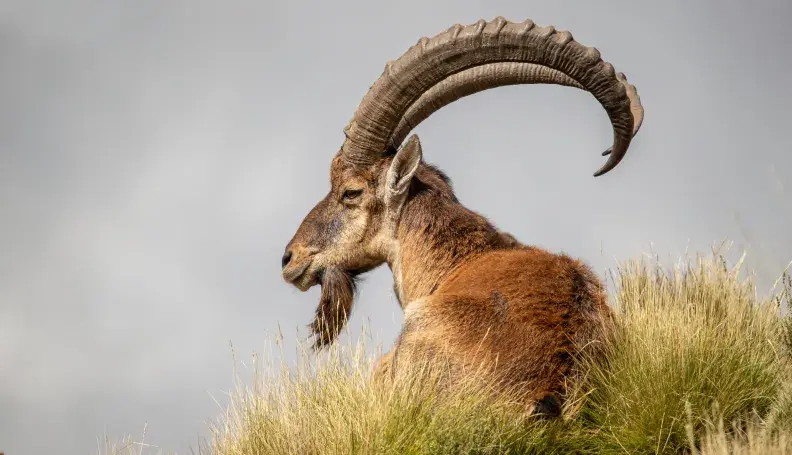 A Walia ibex in Ethiopia. © Kevin Dooley, Benjamin Mkapa African Wildlife Photography Awards 2021.