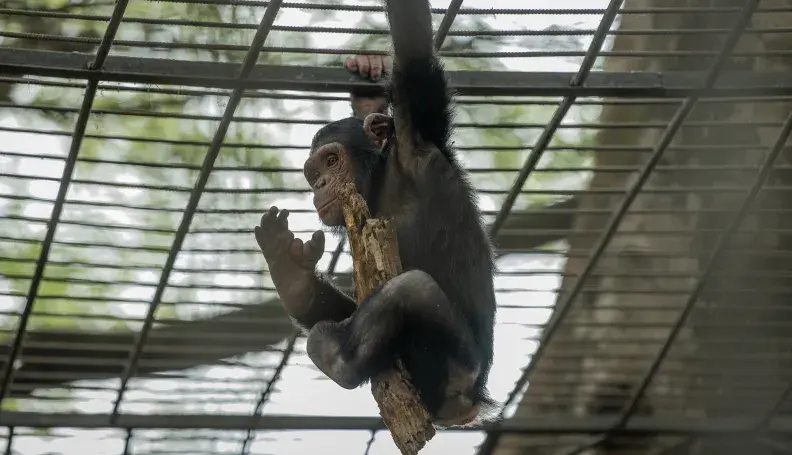 A chimpanzee rescued from poachers in Dja Faunal Reserve, taken to Mvog-Betsi Zoo in Yaounde for recuperation.