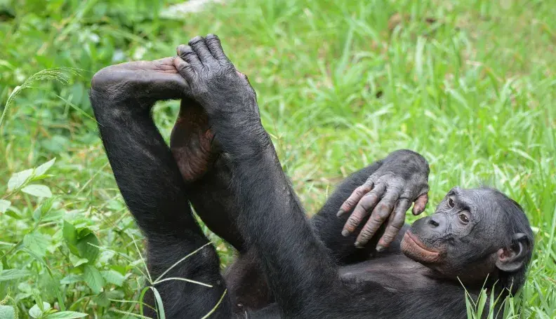 A bonobo resting in the grass of the Lomako-Yokokala Wildlife Reserve.