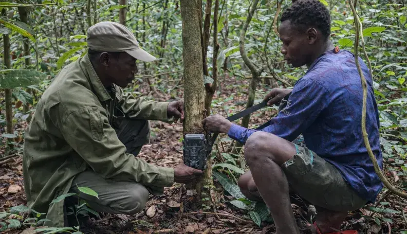 A camera trap set deep in the forest near the village of Badai, in the Bili-Uélé landscape, by an eco-guard and a member of the local community.