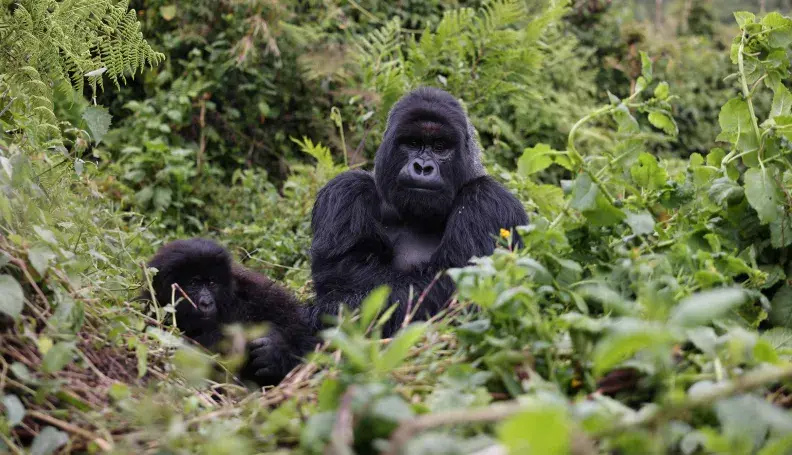 Mountain gorillas in Volcanoes National Park, Rwanda.
