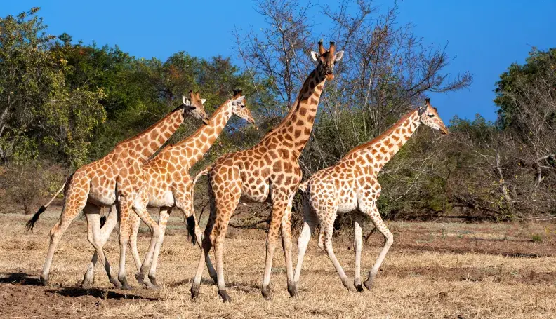 Kordofan giraffes move across the African savanna.