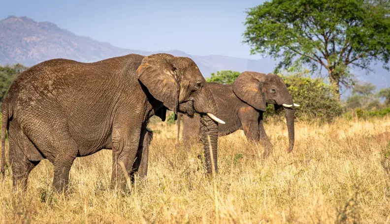 Elephants grazing in Kidepo National Park 