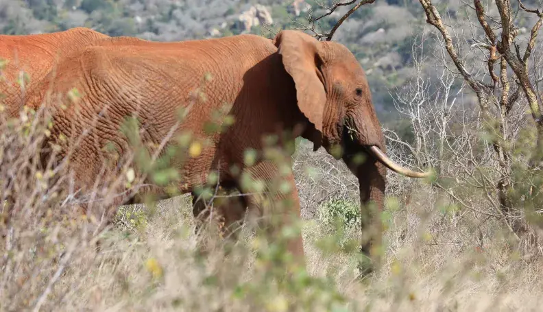 Elephants at Amaka Conservancy in Kenya’s Tsavo Landscape.