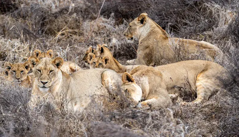 A pride of lions in Kenya's Tsavo landscape.