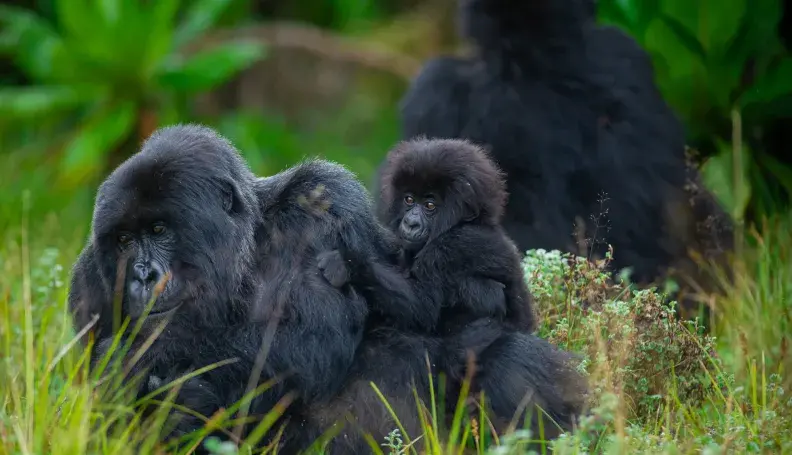 Gorilla family