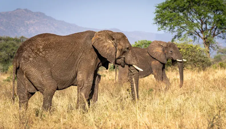 A pair of elephants roam the Kidepo Valley.