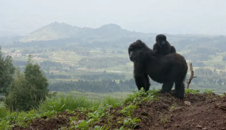 A mountain gorilla with her child in Volcanoes National Park, Rwanda.